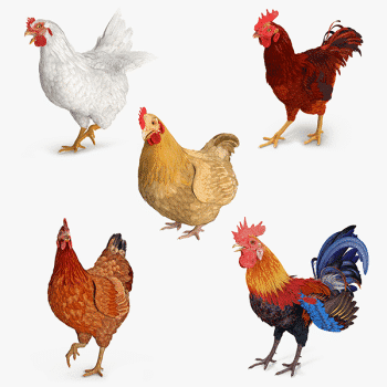 Poultry farmer - Lithium battery