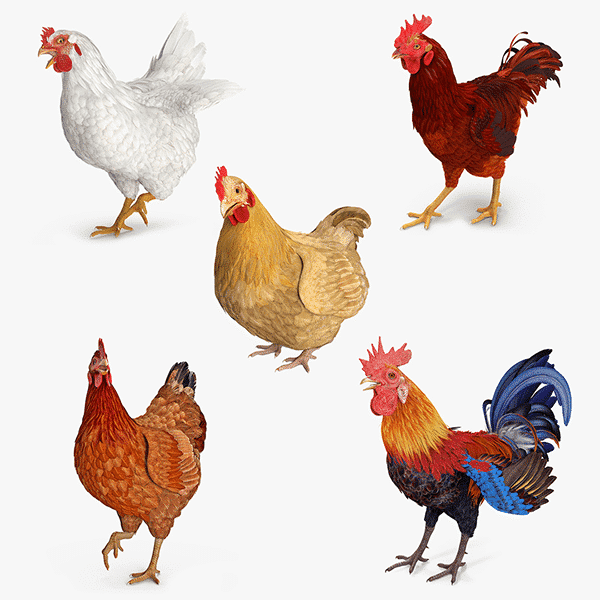 Poultry farmer - Lithium battery